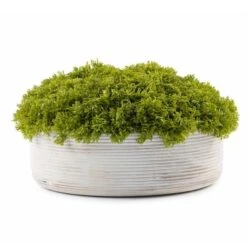 Moss Ribbed Wood Pot