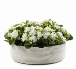 White Kalanchoe Ridge Pot
