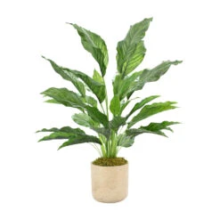Spathiphyllum Leaves In Taupe Pot
