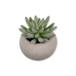 Succulent In Cement Pot