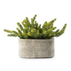 Succulents In Stone Oval Pot