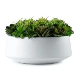 Medley Of Succulents Pot