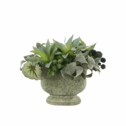 Thistle Stone Succulents