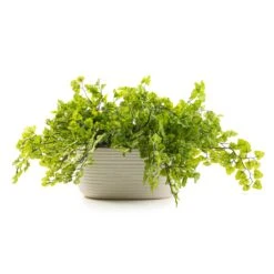 Fern Ridged Pot