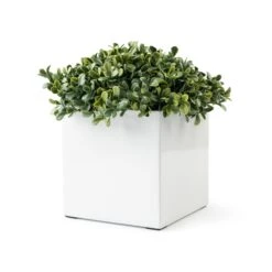 Mini White Square Boxwood Pot