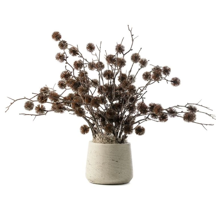 Black Thistle In Patt Gray Pot